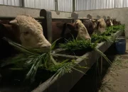 Arti Mimpi Melihat Sapi Melahirkan menurut Agama, Psikologi dan Primbon Jawa