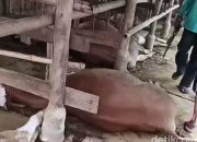 Arti Mimpi Sapi Mati menurut Agama, Psikologi dan Primbon Jawa