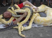 Arti Mimpi Dililit Ular Di Tubuh menurut Agama, Psikologi dan Primbon Jawa