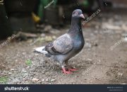 Arti Mimpi Burung Dara menurut Agama, Psikologi dan Primbon Jawa