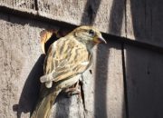 Arti Mimpi Burung Masuk Rumah menurut Agama, Psikologi dan Primbon Jawa