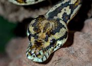 Arti Mimpi Tangan Dililit Ular menurut Agama, Psikologi dan Primbon Jawa