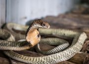 Arti Mimpi Ular Masuk Kamar Tidur menurut Agama, Psikologi dan Primbon Jawa