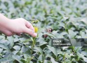 Arti Mimpi Memetik Daun Hijau menurut Agama, Psikologi dan Primbon Jawa