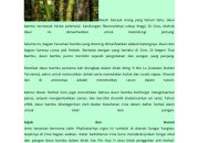 Khasiat Kacang Pistachio: Camilan Mahal Sehatkan Jantung