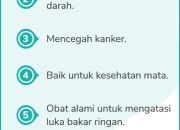 Khasiat Air Rebusan Daun Pandan untuk Kesehatan Jantung