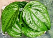 Khasiat Daun Sirih: Obat Tradisional Multifungsi