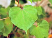 Khasiat Daun Waru yang Jarang Diketahui Banyak Orang