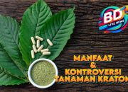 Khasiat Daun Kratom: Antara Herbal dan Kontroversi