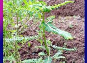 Khasiat Meniran Daun Meniran: Herbal Kecil Penjaga Imunitas