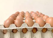 Khasiat Telur Ayam untuk Energi dan Gizi Harian