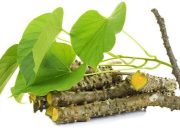 Khasiat Brotowali dan Sambiloto: Herbal Pahit Penyehat Tubuh