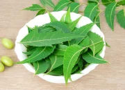 Khasiat Daun Mimba sebagai Herbal Anti Bakteri