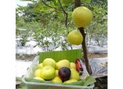 Khasiat Buah Tin Merah yang Disebut Buah Surga