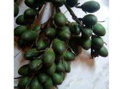 Khasiat Buah Jambe Muda: Tradisi Lama Khasiat Nyata