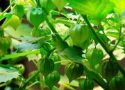 Khasiat Buah Ciplukan: Si Kecil dengan Segudang Manfaat