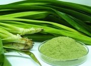 Khasiat Daun Pandan: Aroma Harum Manfaat Sehat