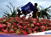 Khasiat Makan Buah Naga: Buah Eksotis Penambah Daya Tahan