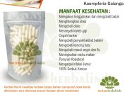 Khasiat Kencur untuk Kesehatan Pencernaan dan Nafsu Makan