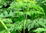 Khasiat Daun Kelor Kering: Daun Kecil dengan Manfaat Besar