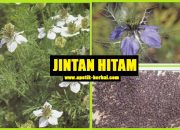 Khasiat Jintan Hitam: Si Habbatussauda Seribu Manfaat