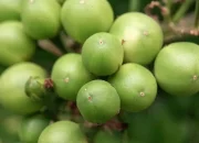 Khasiat Buah Beet: Si Superfood Kaya Nutrisi