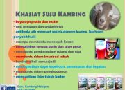 Khasiat Minum Susu Kambing untuk Vitalitas Tubuh