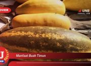 Khasiat Buah Timun: Segar untuk Diet dan Kecantikan