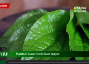 Khasiat Daun Sirih untuk Wajah: Solusi Alami Kulit Sehat