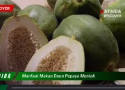 Khasiat Daun Pepaya Mentah untuk Pencernaan Sehat