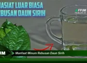 Khasiat Minum Rebusan Daun Sirih untuk Tubuh