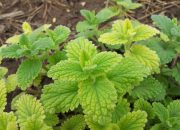 Daun Pegagan dan Khasiatnya: Herbal Peningkat Konsentrasi