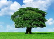Pohon Handeuleum dan Khasiatnya: Herbal Tradisional dari Sunda
