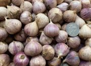 Khasiat Bawang Putih Lanang: Obat Herbal Penangkal Penyakit